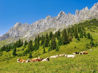 Herd of cows grazing on the mountain landscape in the countryside of Salzburg, Austria