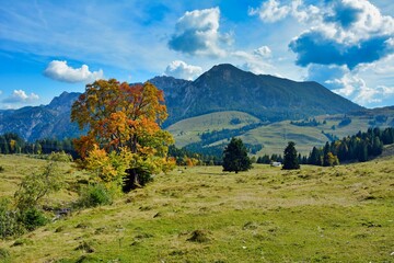 Scenic shot of trees in a green field against a huge hill in Salzkammergut, Austria