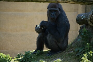 Wild gorilla perching on tree