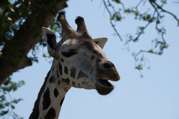 Giraffe standing against tree