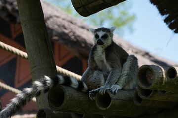 Ring-tailed lemur perching on pole
