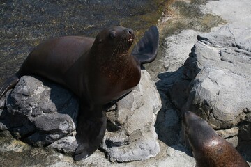 View of sea lions on rocks in beach
