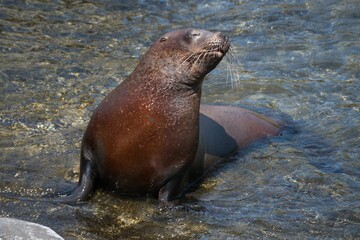 Sea lion swimming in water