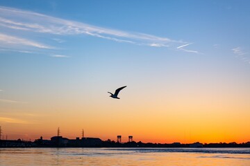 Fototapeta na wymiar Gull flying over the Mississippi River before the shaded sunset sky