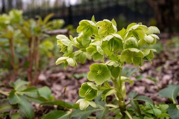 a closeup of Holly-leaved hellebore flowers