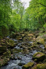 Tranquil mountain stream cutting through the lush green Ilse valley in Germany.