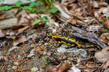 Fire salamander perched atop a bed of lush foliage in a tranquil forest setting.