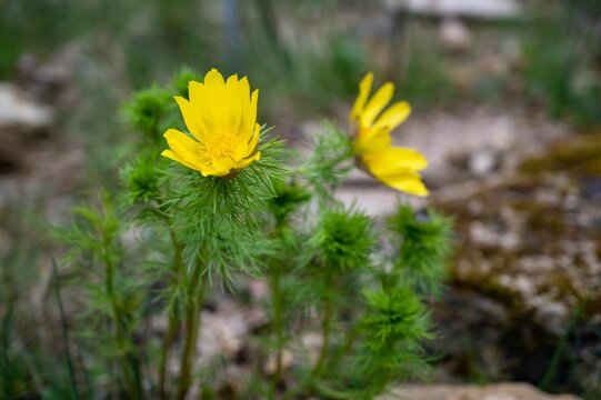 a closeup of yellow Amur adonis flowers
