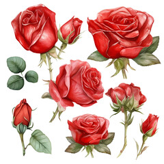 Delicate Red Roses Watercolor, Sublimation Clipart, Floral Designs, Wedding Invitations, Generative AI
