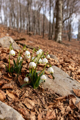 Group of snowdrops in the spring forest