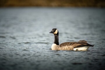 Beautiful shot of a Canadian goose swimming on a lake surface