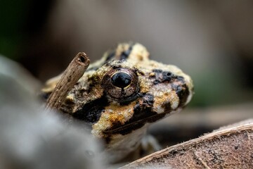 Closeup shot of details on a tusked frog face