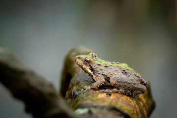 Deurstickers Selective focus shot of a northern cricket frog on a wooden branch © Tennessee Photoworks/Wirestock Creators