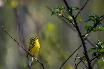Selective focus shot of a yellow prairie warbler bird perched on a tree branch