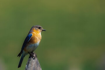 Selective focus shot of an Eastern bluebird perched on a wood stump