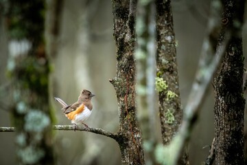 Selective focus shot of a towhee bird perched on a tree branch