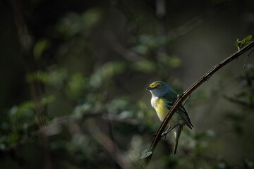 Selective focus shot of a white-eyed vireo bird perched on a tree branch