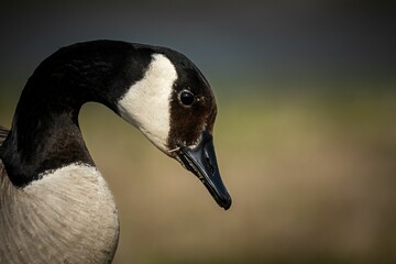A closeup shot of details on a beautiful Canadian goose bird face
