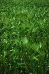 Closeup of green barley field on a sunny day