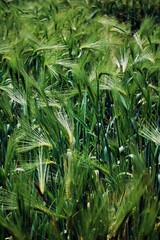 Closeup of green barley field on a sunny day