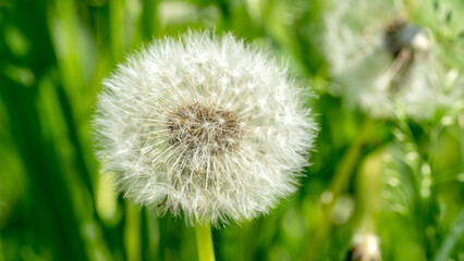 blooming dandelion in the sun