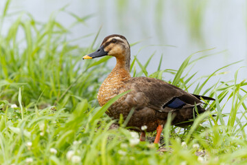 水田の脇の畦道にいるカルガモ