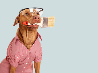 Cute brown dog, red work shirt, paint brush and goggles. Close-up, indoors. Studio photo....