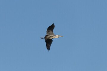 Ardea cinerea volando (garza real)  vista de abajo sobre el pantano de Beniarrés, España