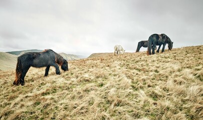 Group of Fell ponies grazing in a golden meadow.