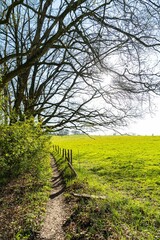Scenic pathway surrounded by shrubbery and vibrant greenery.