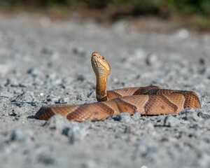 a snake is laying on the ground near some rocks and grass