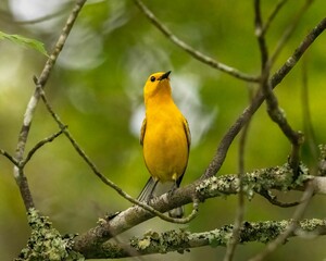 Close up of a Prothonotary warbler perched on a tree branch