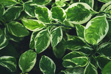 Dark green leaf texture, Natural green leaves using as nature background wallpaper or tropical leaf cover page 