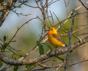 Cheerful bright yellow warbler bird perched on a branch of a tree in a lush green forest backdrop
