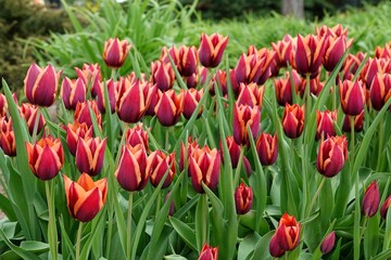 A bed of flowering red and orange tulips of the Slawa variety. Beautifully blooming flowers, spring concept. High quality photo - obrazy, fototapety, plakaty