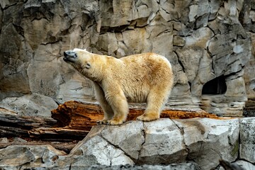 Polar bear in the zoo