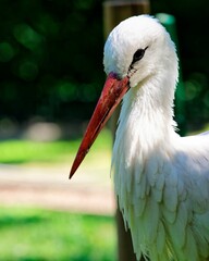 Solitary white bird stands in the warm sunlight, perched in a lush green field