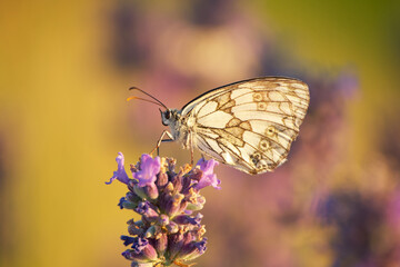 a marbled white butterfly sits on a lavender flower in the rays of the setting sun