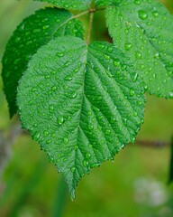 Close-up shot of a solitary leaf with dewdrops clinging to its surface