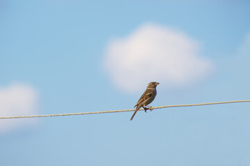 a sparrow is sitting on a rope on the background of a blue sky