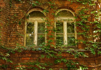 Brick wall with windows covered in lush green vine