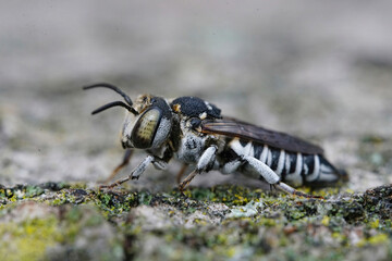 Closeup on a white Mediterranean colored female kleptoparasite bee, Coelioxys argenteus