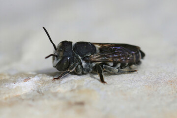Closeup on a small Mediterranean female Centaurea leafcutter bee, Megachila apicalis