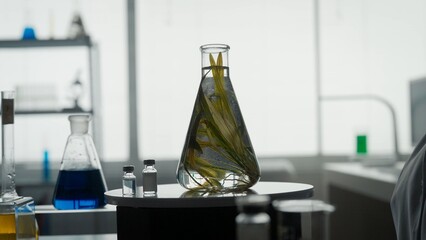 A plant in an Erlenmeyer flask for an experiment on the table on a blurred laboratory background...