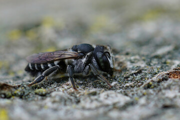 Closeup on a small Mediterranean female Centaurea leafcutter bee, Megachila apicalis