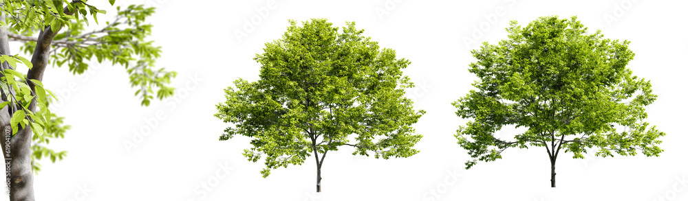 Leinwandbilder plum trees isolated on transparent background and selective focus close-up. 3d render.
