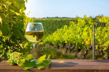 Verre de vin blanc dans un paysage de vigne après les vendanges d'automne. - obrazy, fototapety, plakaty