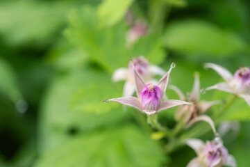 開いた萼に水滴が付いたピンクのキイチゴの花【ナワシロイチゴ(Rubus parvifolius】日本埼玉県6月