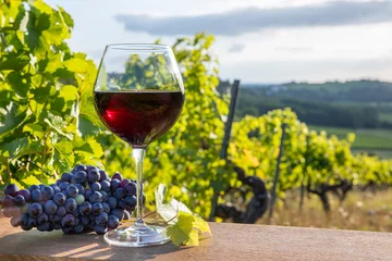 Fotobehang Verre de vin rouge dans les vignoble de France après les vendanges. © Thierry RYO