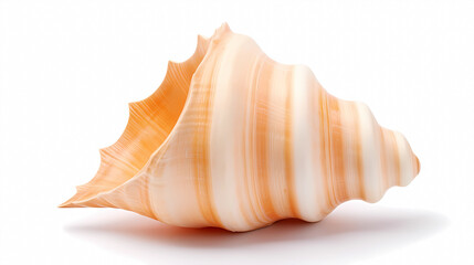 A conch shell on a white background
